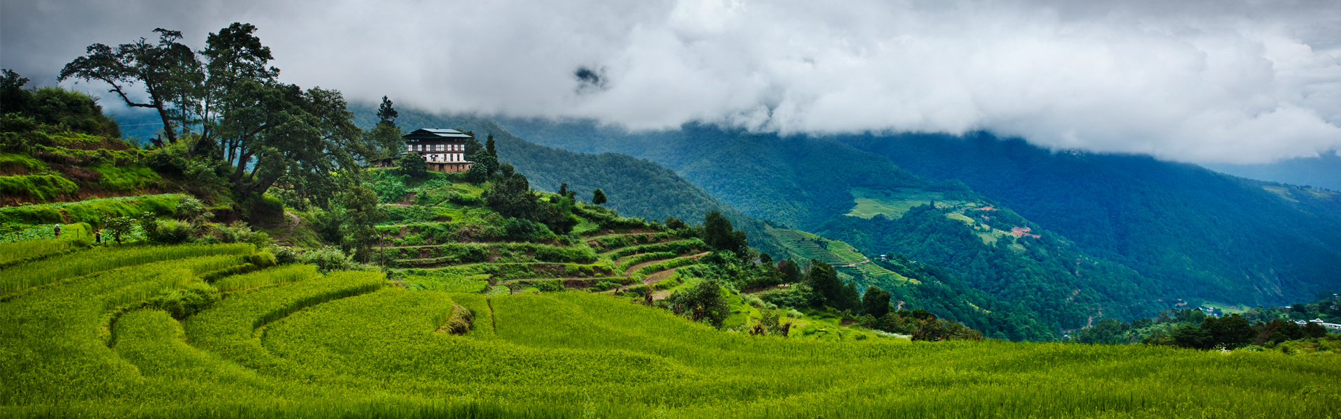 Bhutan fields