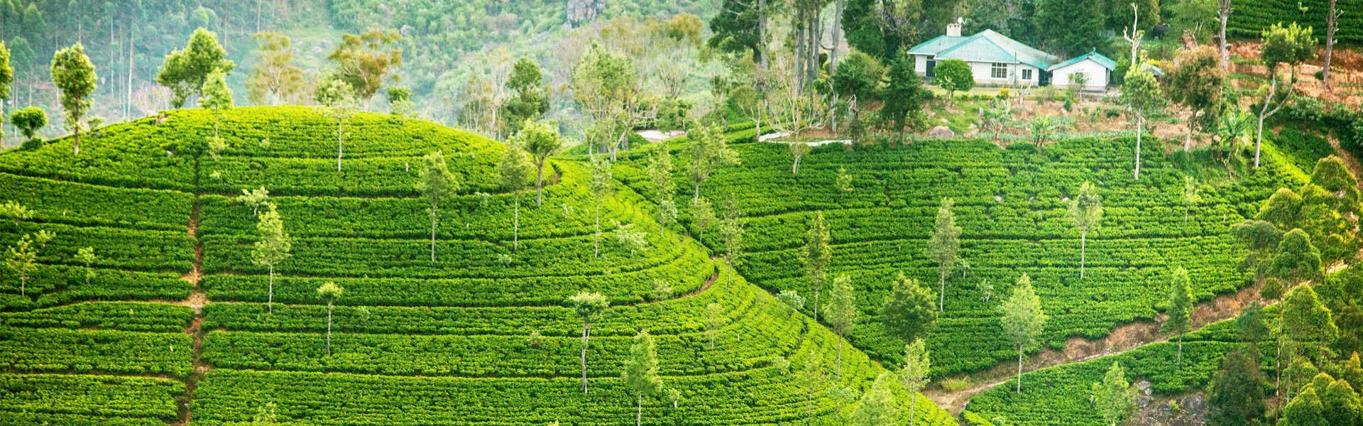 Why Sri Lanka Should be on Your Bucket List