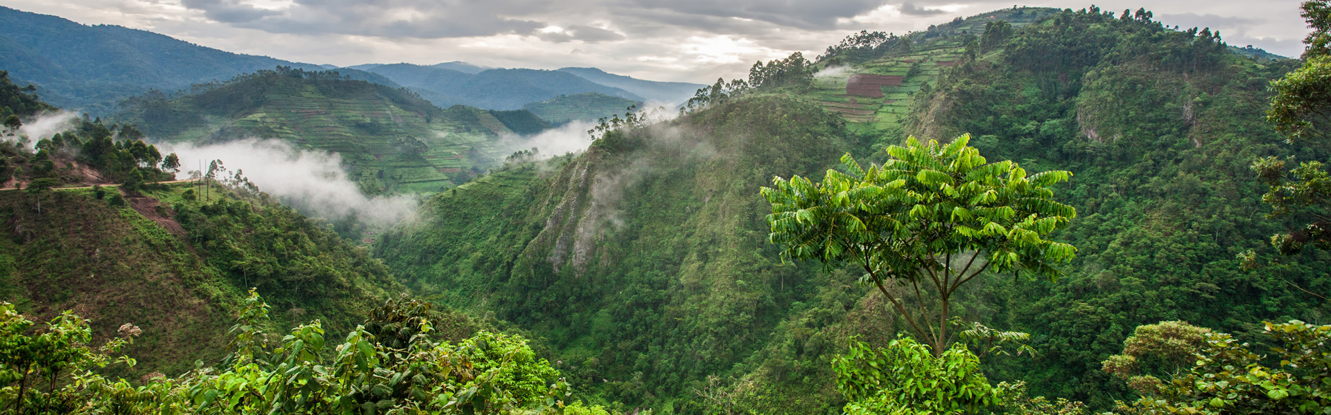 Gorilla trekking: Uganda Vs. Rwanda