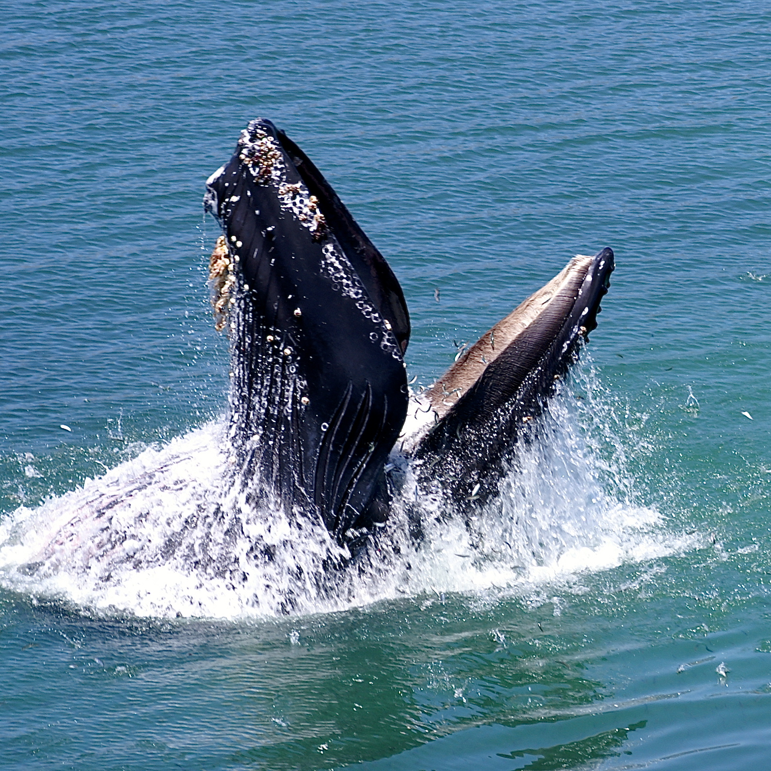 Whale watching